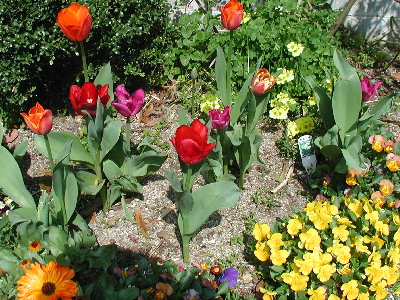 050409tgarden400.JPG