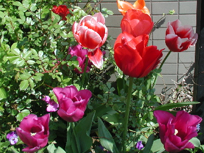 garden-041-200.JPG