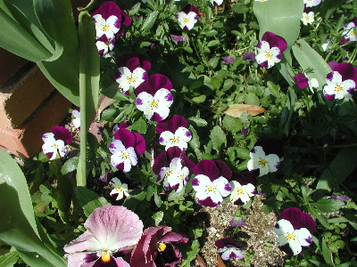 garden-042-200.JPG
