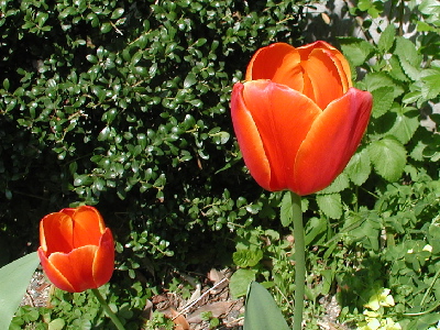 garden-043-200.JPG