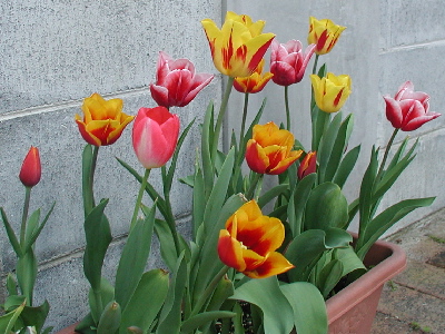 garden-044-200.JPG