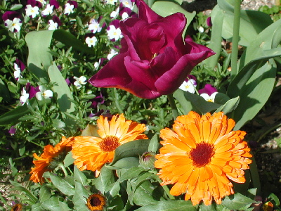garden-045-200.JPG