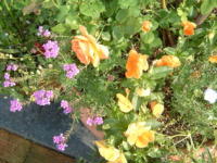 20040527s07.JPG