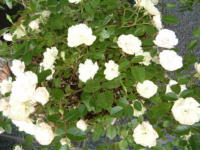 20040527s10.JPG