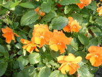 20040527s13.JPG