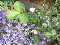 20040527s15.JPG