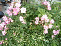 20040527s20.JPG