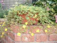 20040527s21.JPG