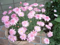 20040527s22.JPG