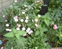 20040527s23.JPG