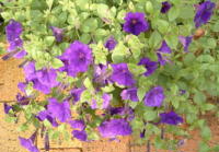 20040527s24.JPG