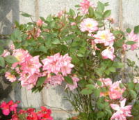 20040527s25.JPG