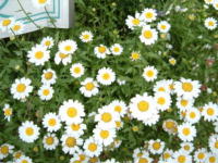 20040527s28.JPG