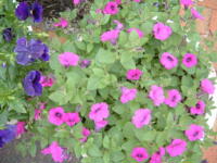 20040527s92.JPG