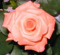 6/9