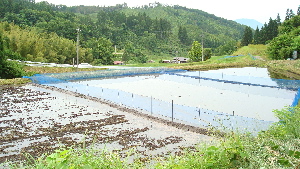 20080614koi041-300.jpg