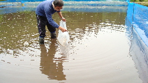 20080614koi047-300.jpg