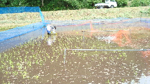 20080614koi053-300.jpg