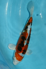 20081116͗l20P-150.jpg