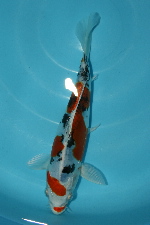 20081116͗l20Q-150.jpg