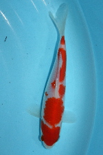 20081116g20-150.jpg