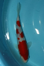 20081116g25-150.jpg