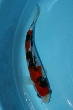 20081116吳OF15-150.jpg