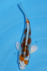 E15..jpg