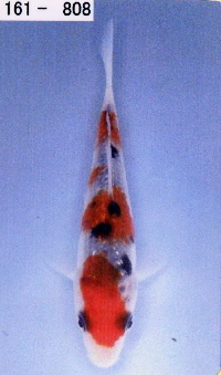 A-ginrin-koku-2-200.jpg