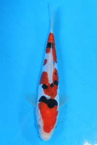 doitsutaisyo51-200.jpg