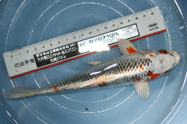 konishi007t270.jpg