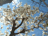 20050404hakumokurt200.jpg