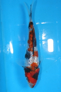 souwa36-200.jpg